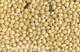 French White Millet-1kg